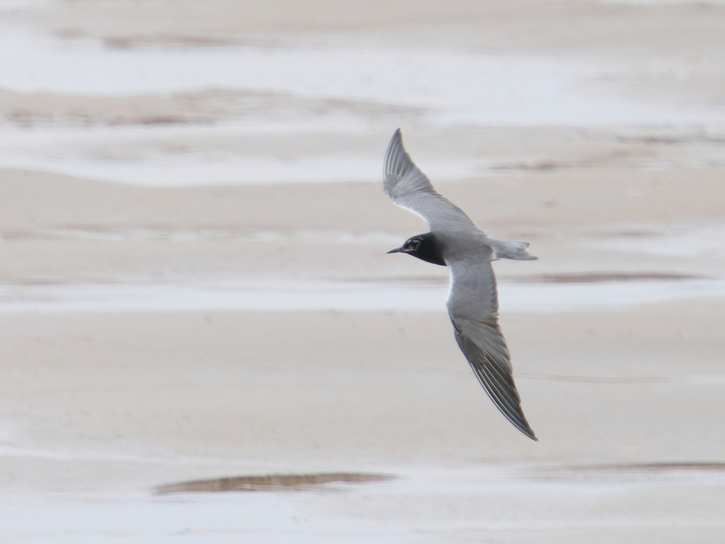 Black Tern